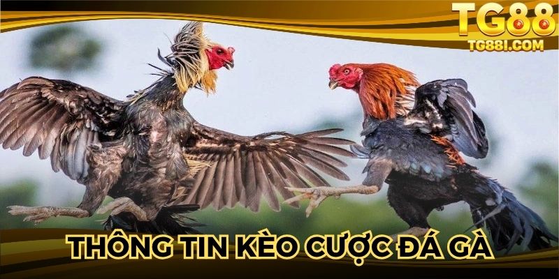Thông tin giới thiệu về kèo cược đá gà 